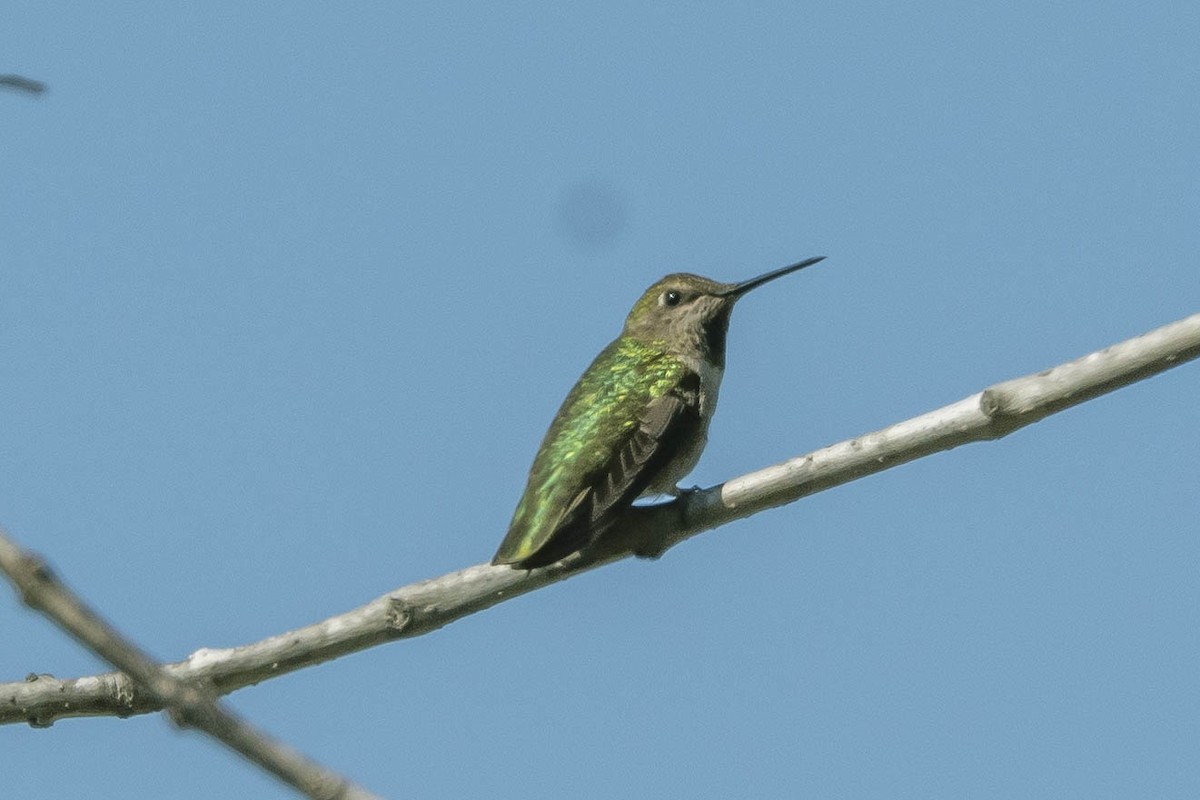 Anna's Hummingbird - ML316456031