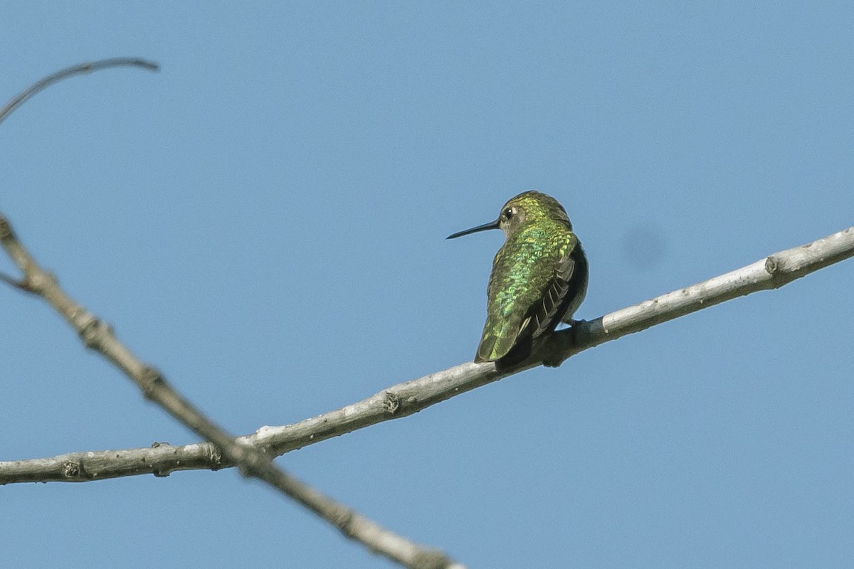 Anna's Hummingbird - ML316456041