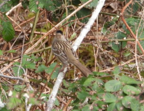 Golden-crowned Sparrow - ML316458791