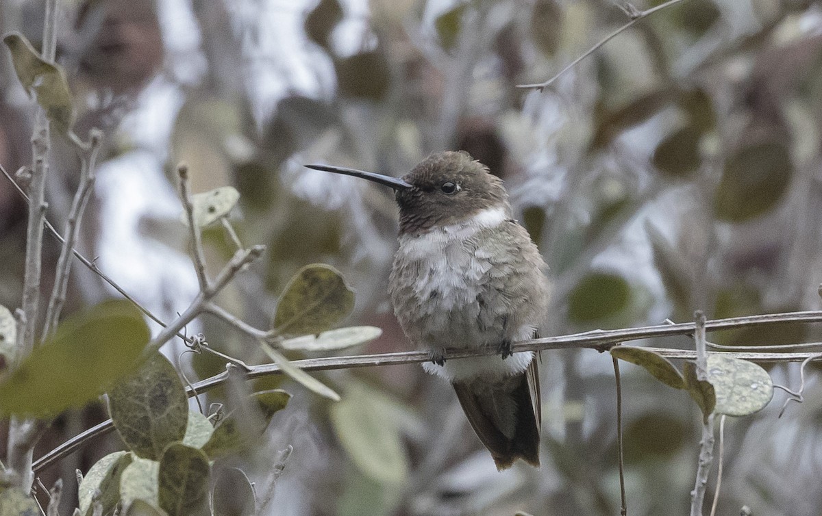 Black-chinned Hummingbird - Caleb Putnam