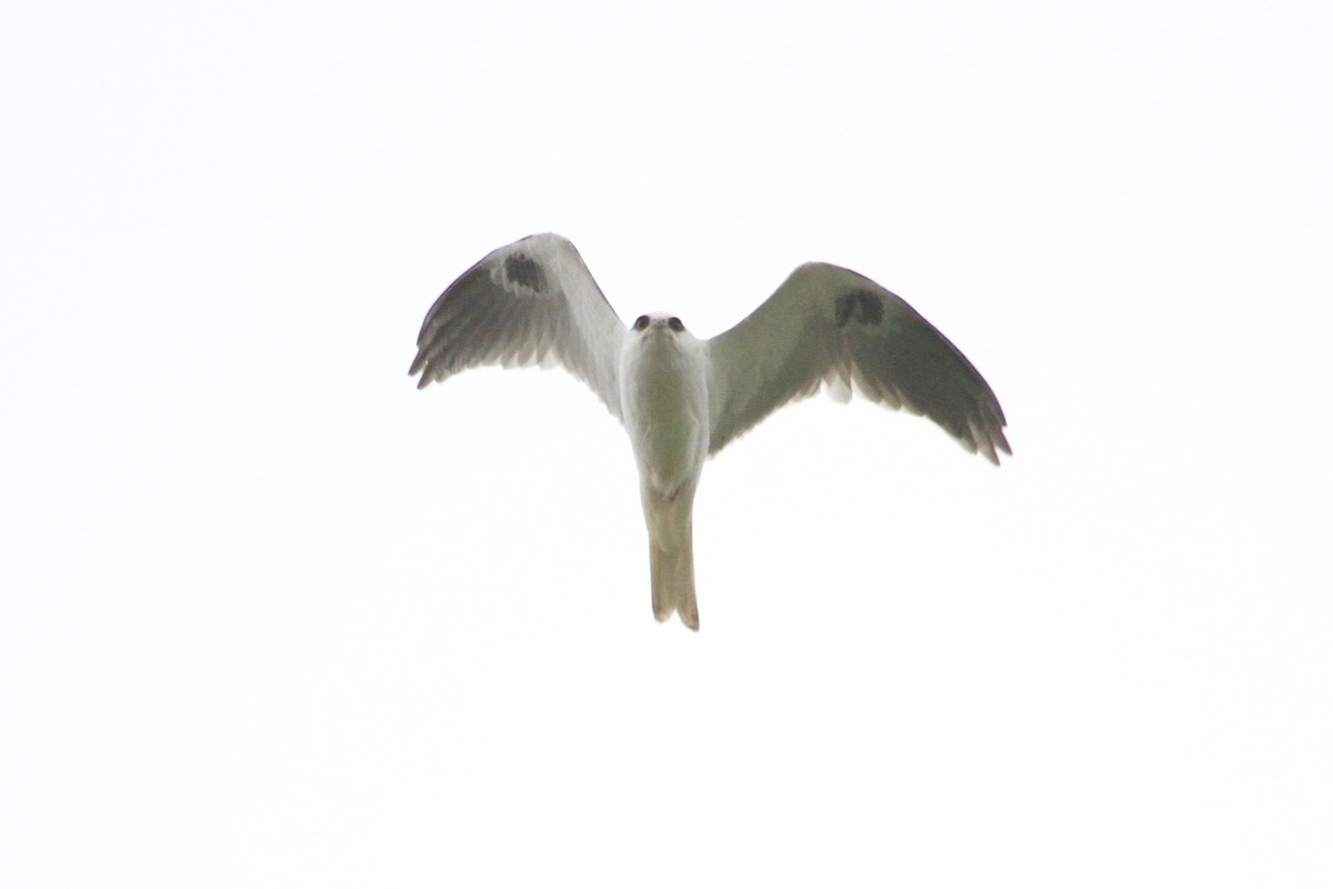 White-tailed Kite - ML316467061