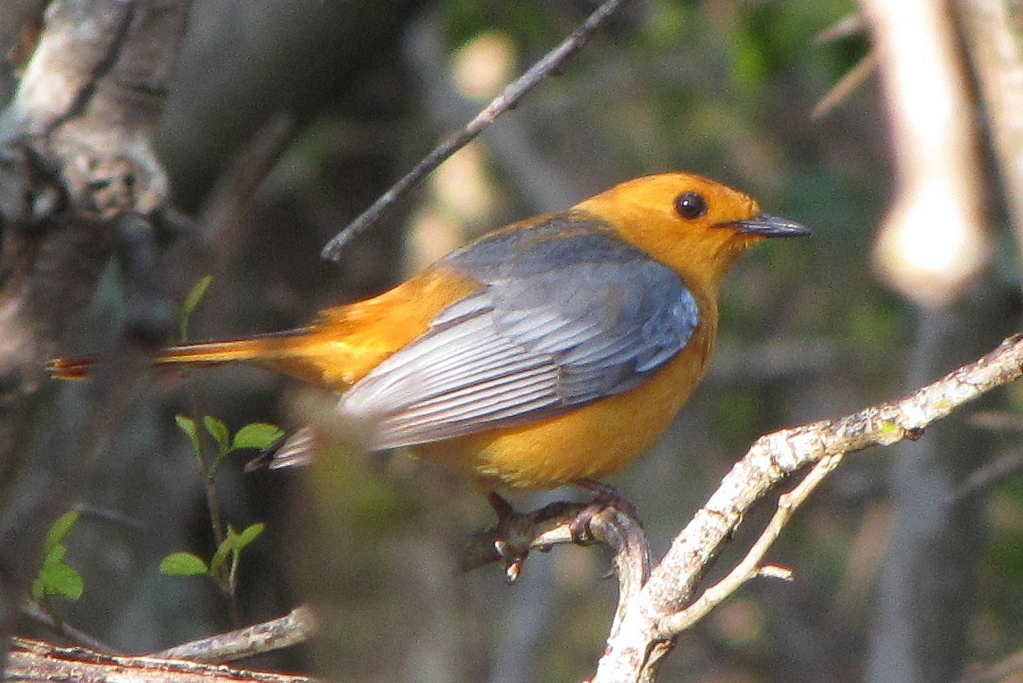 Red-capped Robin-Chat - ML316467641