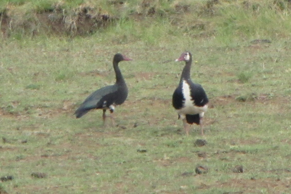 Spur-winged Goose - ML316470871