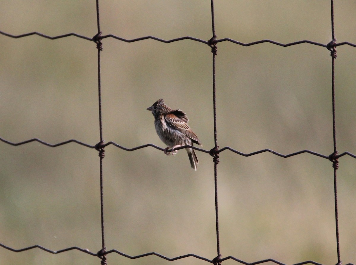 Vesper Sparrow - Quinten Wiegersma