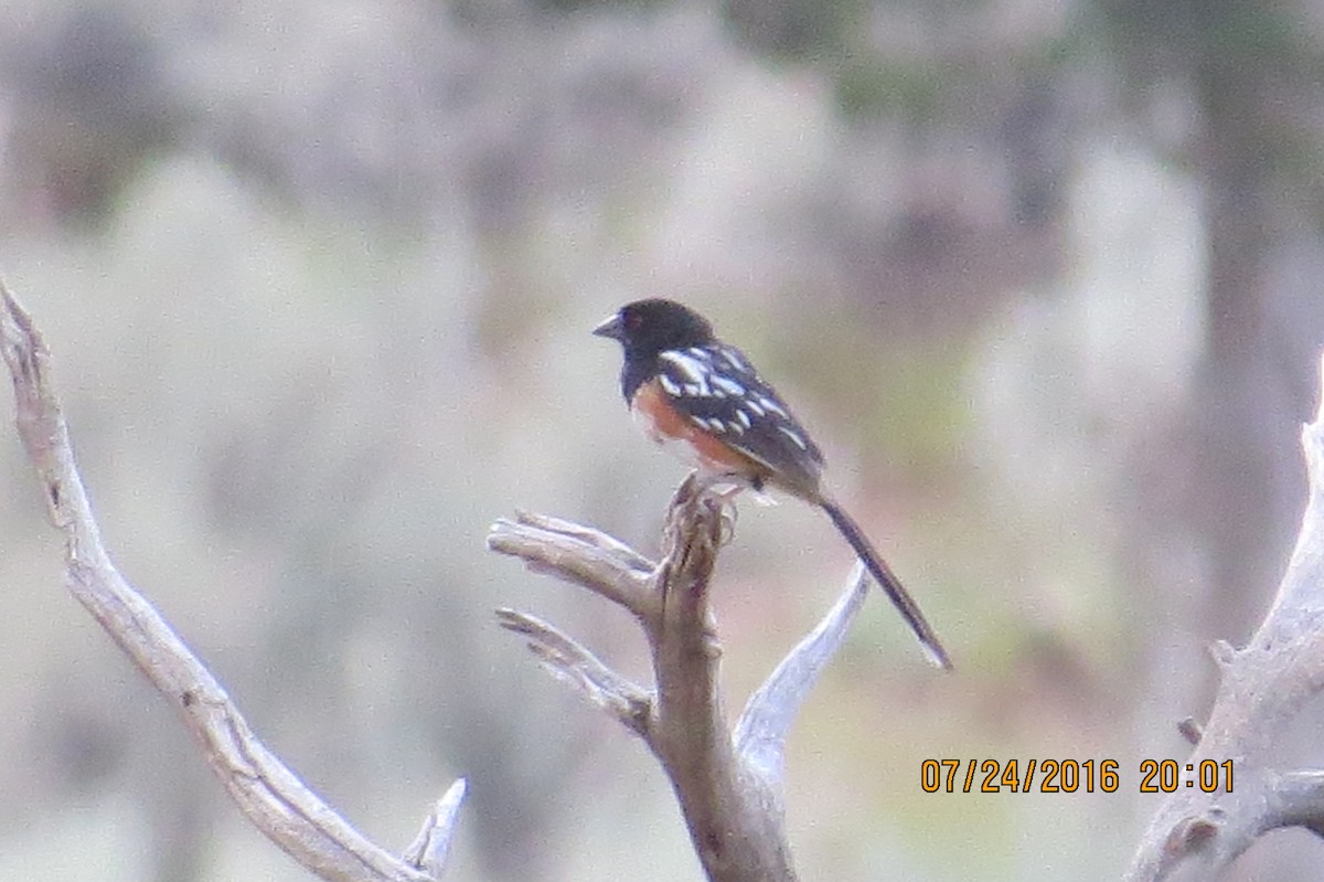 Spotted Towhee - ML31647391