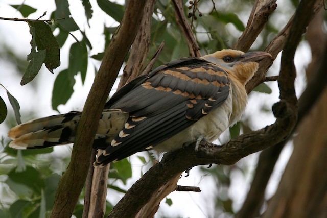 ML191800241 Channel-billed Cuckoo Macaulay Library