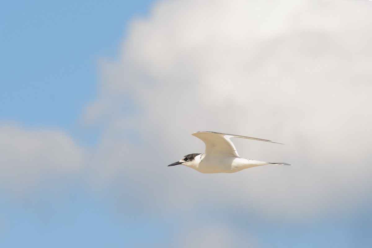 White-fronted Tern - ML316479421