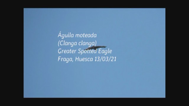 Águila Moteada - ML316482661