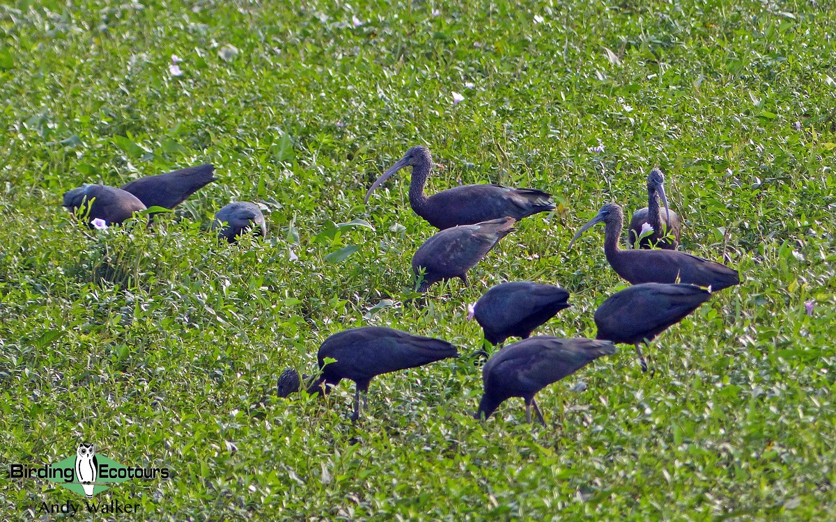 Glossy Ibis - Andy Walker - Birding Ecotours