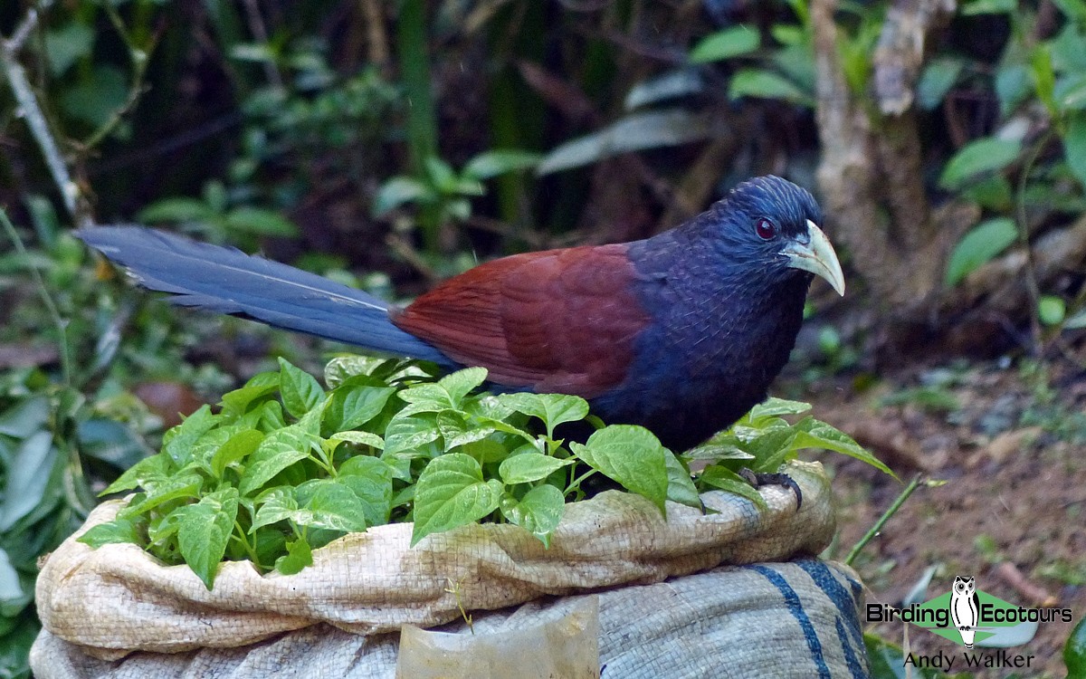 Green-billed Coucal - ML316486131