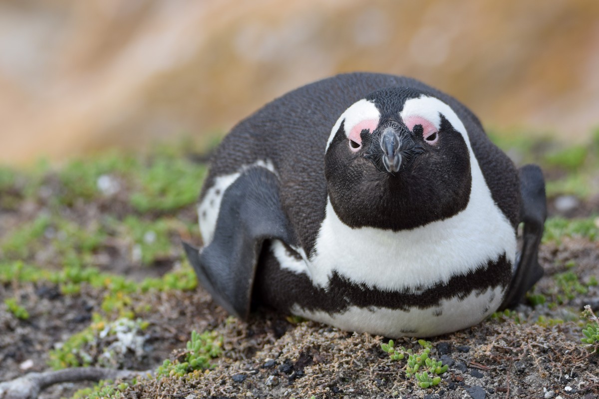 Pingüino de El Cabo - ML316490341