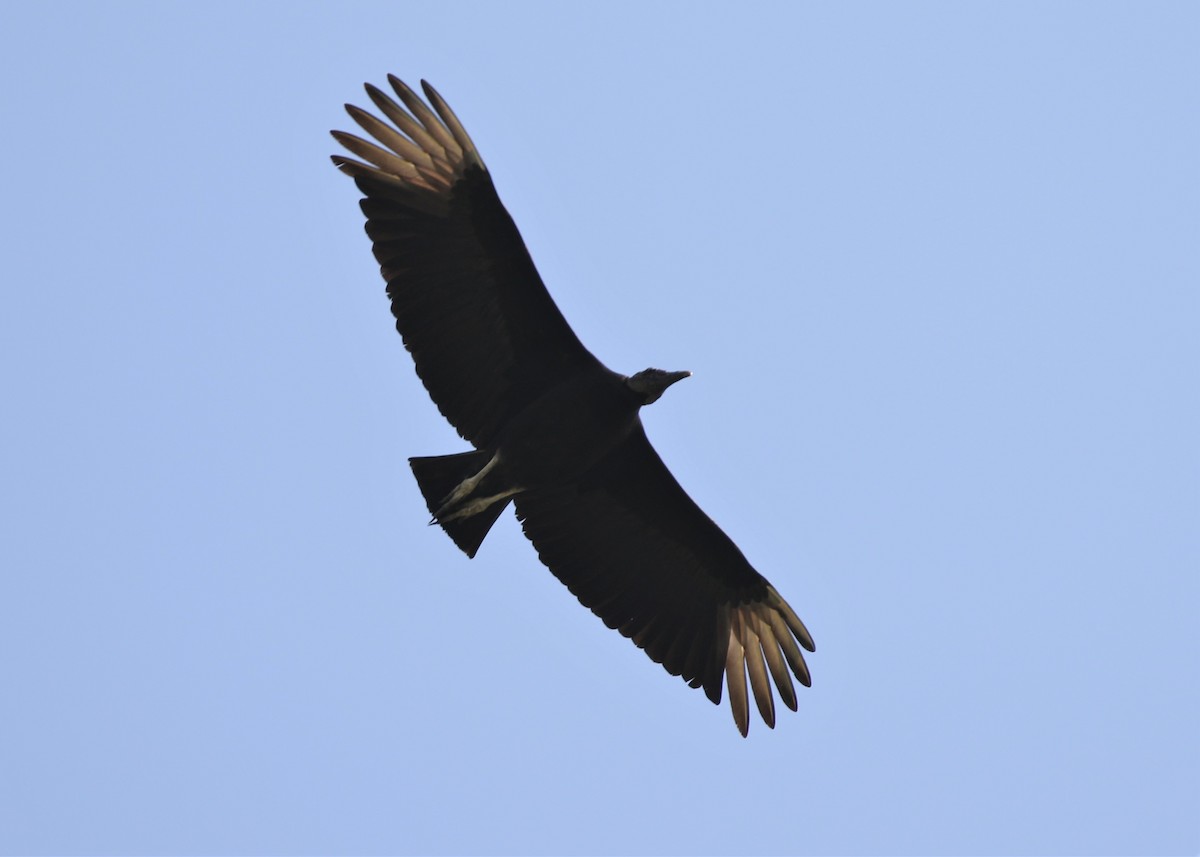 Black Vulture - ML316492221