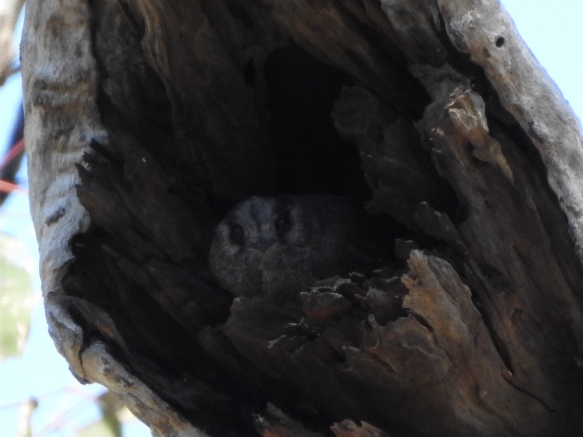 Australian Owlet-nightjar - Scott Fox