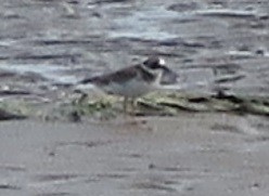 Common Ringed Plover - ML316494161