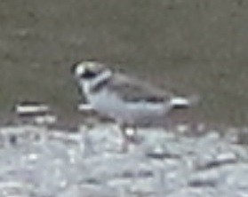 Common Ringed Plover - ML316494171