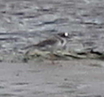 Common Ringed Plover - ML316494191