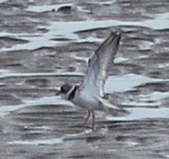Common Ringed Plover - ML316494201
