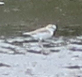 White-fronted Plover - ML316494271