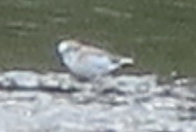 White-fronted Plover - ML316494281