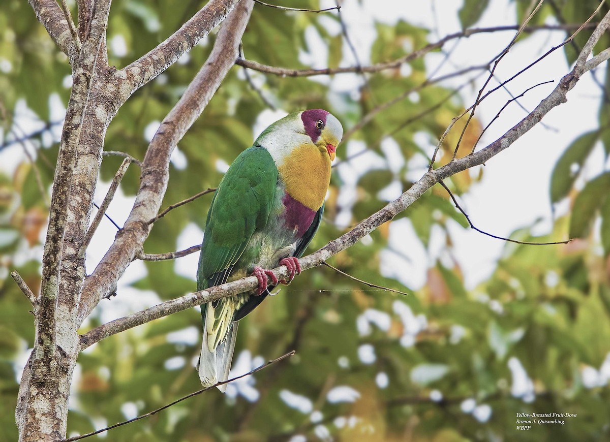Yellow-breasted Fruit-Dove - ML316502851