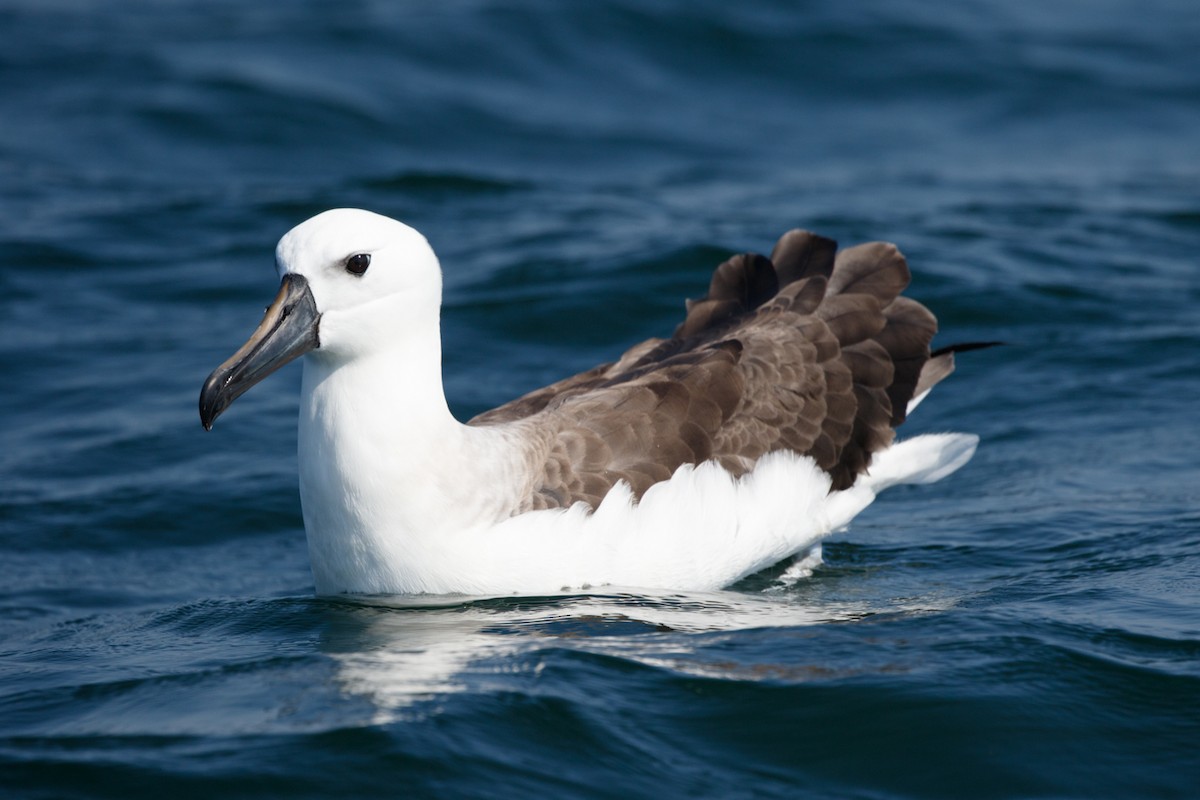 Atlantic Yellow-nosed Albatross - Silvia Faustino Linhares