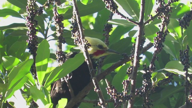 Blond-crested Woodpecker - ML316508511