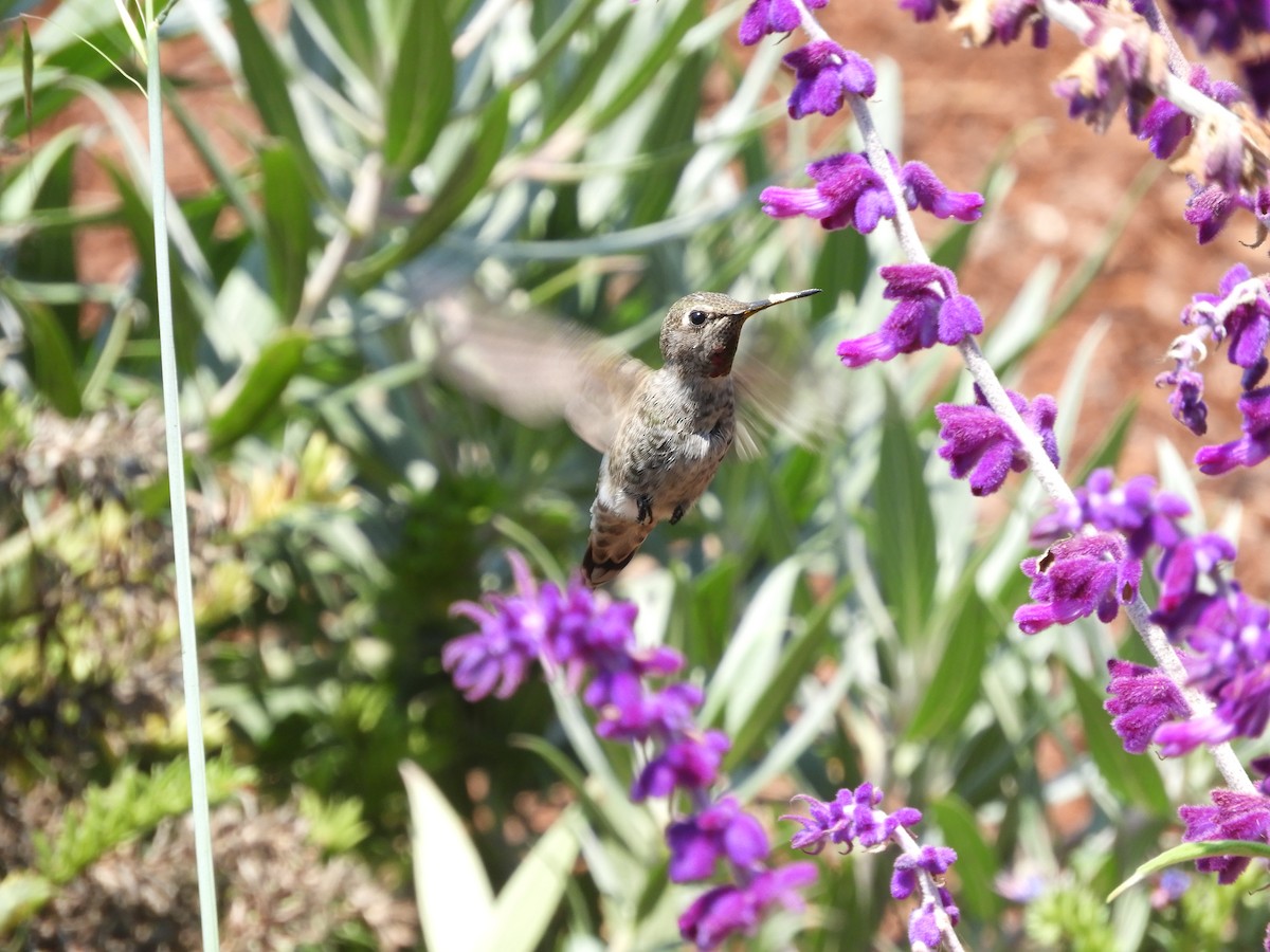 Anna's Hummingbird - ML316512721