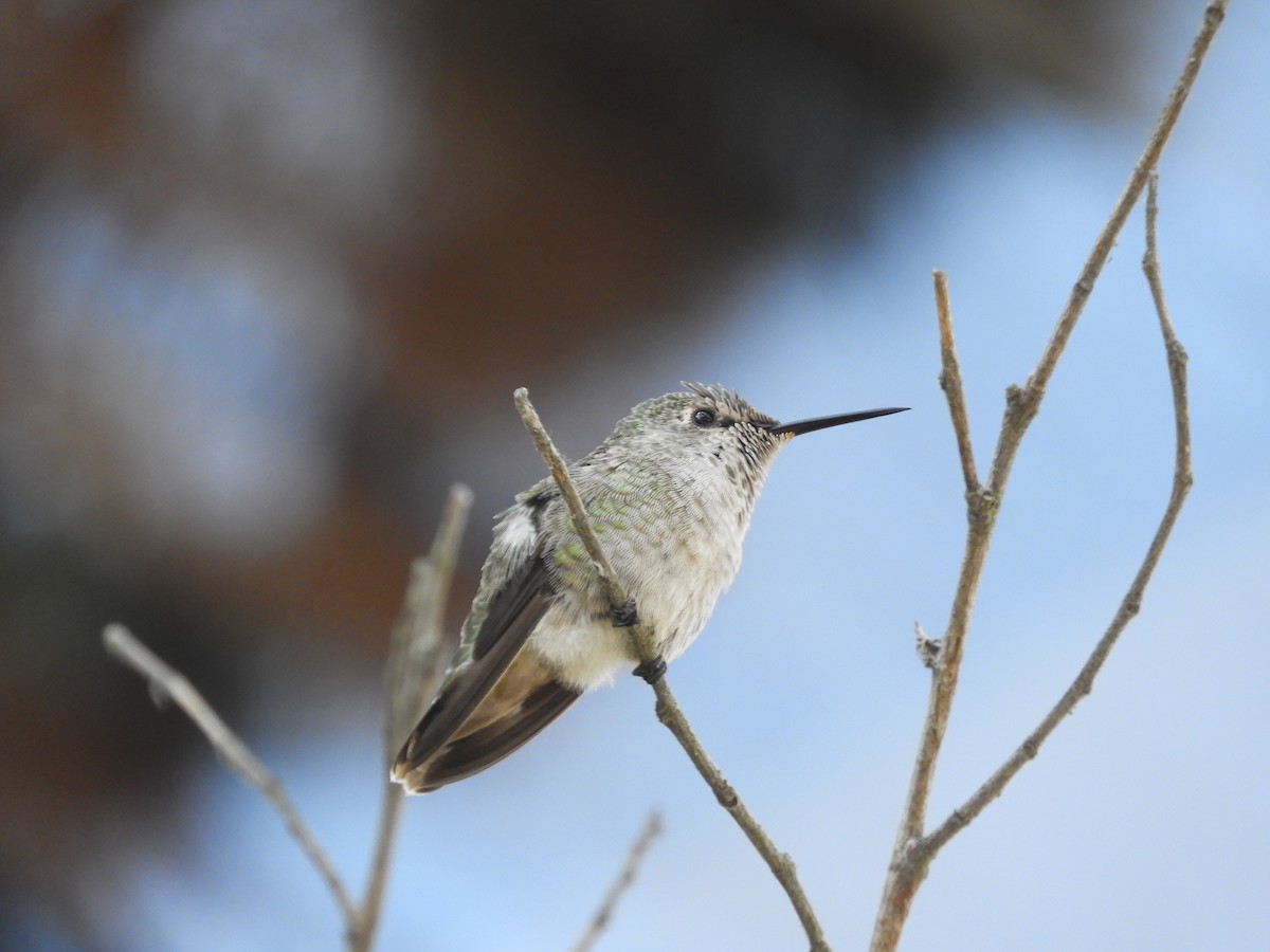 Anna's Hummingbird - ML316516531