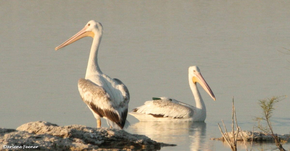American White Pelican - Darlene Feener