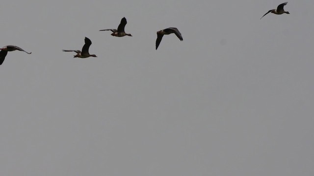 Greater White-fronted Goose - ML316517861