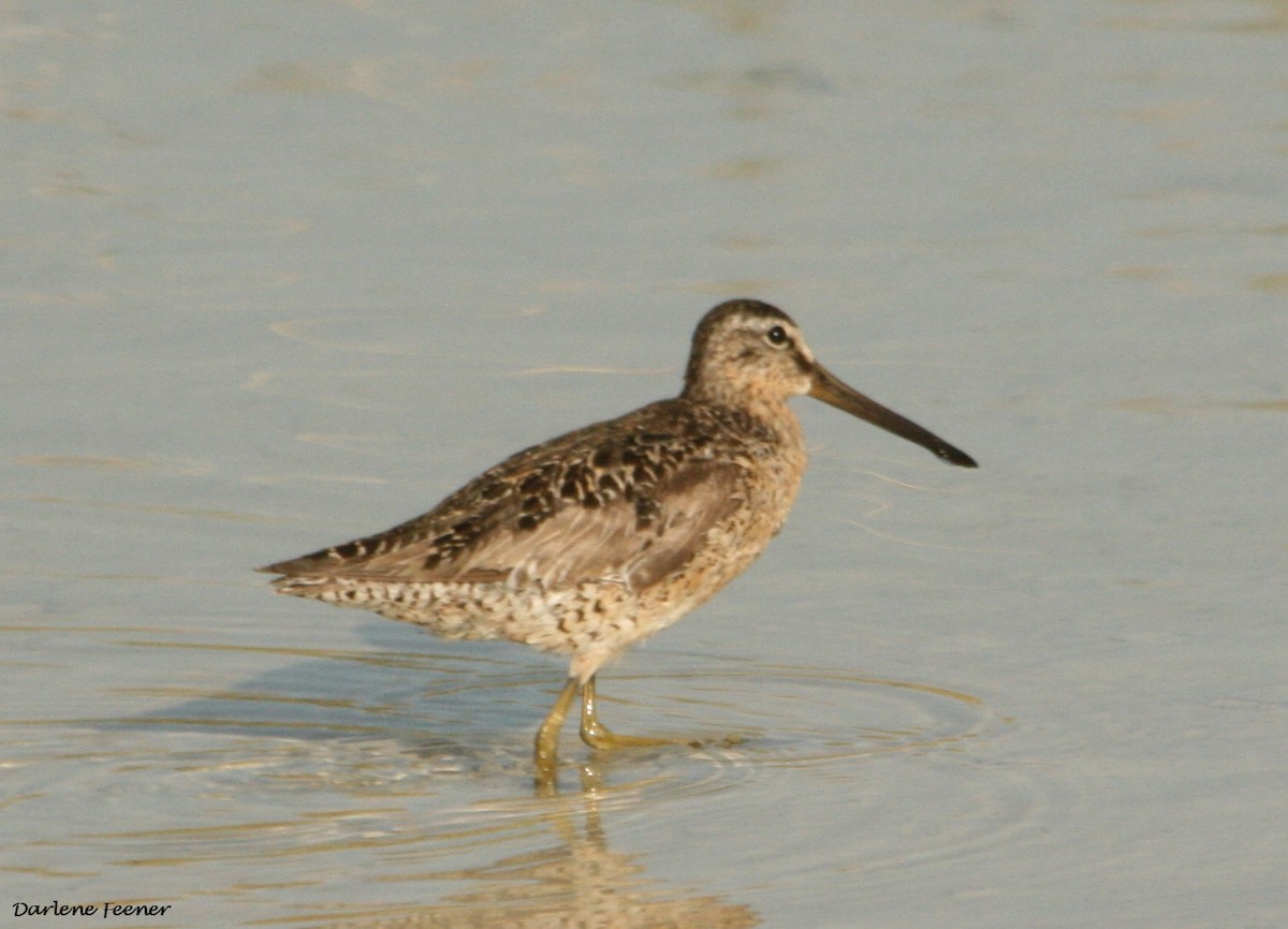 Long-billed Dowitcher - ML31651971