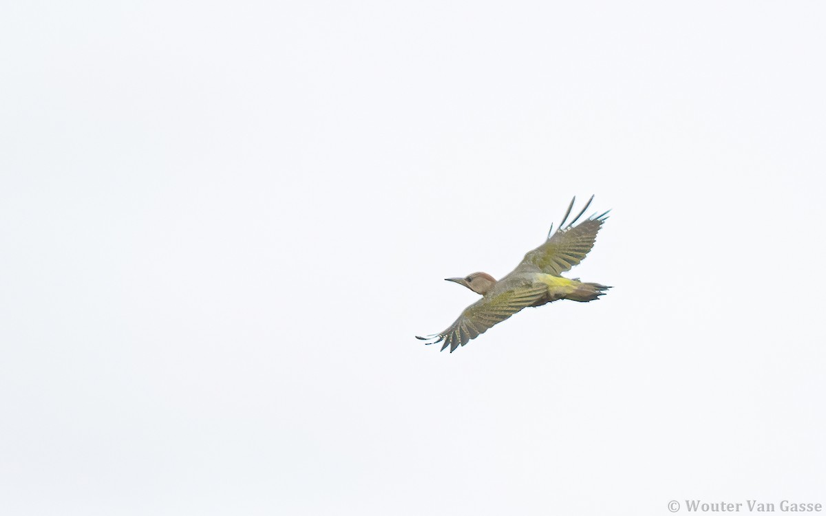 Iberian Green Woodpecker - Wouter Van Gasse
