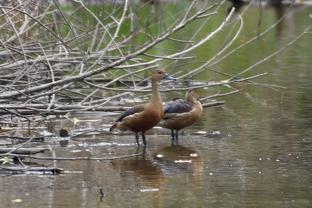 Lesser Whistling-Duck - Teeranan Tinpook