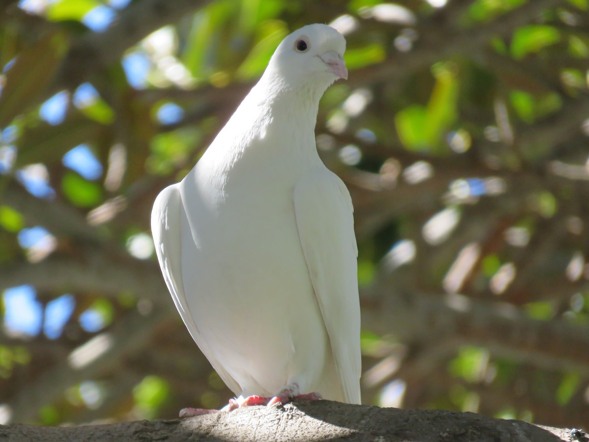 Rock Pigeon (Feral Pigeon) - Naresh Satyan