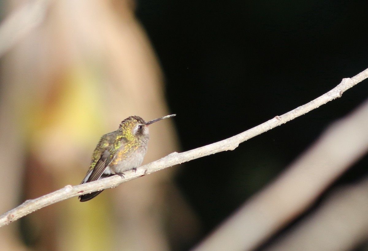 Broad-billed Hummingbird - Mark Patry