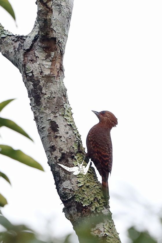 Rufous Woodpecker - Xueyan Guan