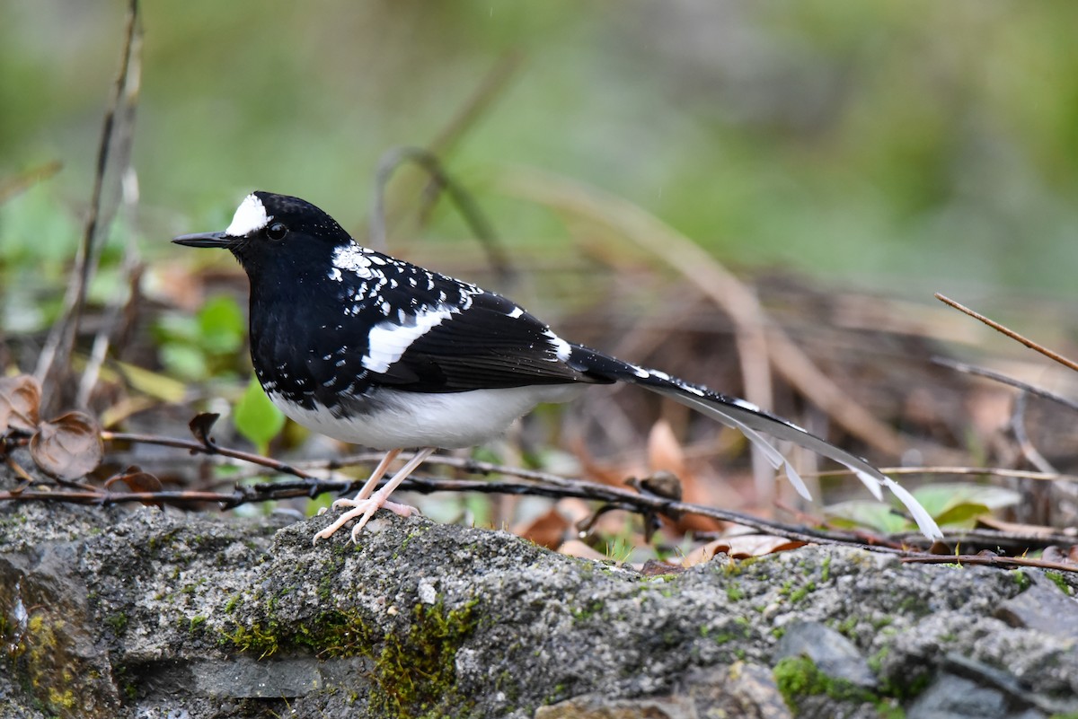 Spotted Forktail - ML316536841