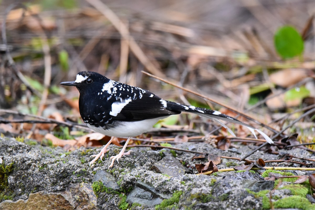 Spotted Forktail - ML316536851