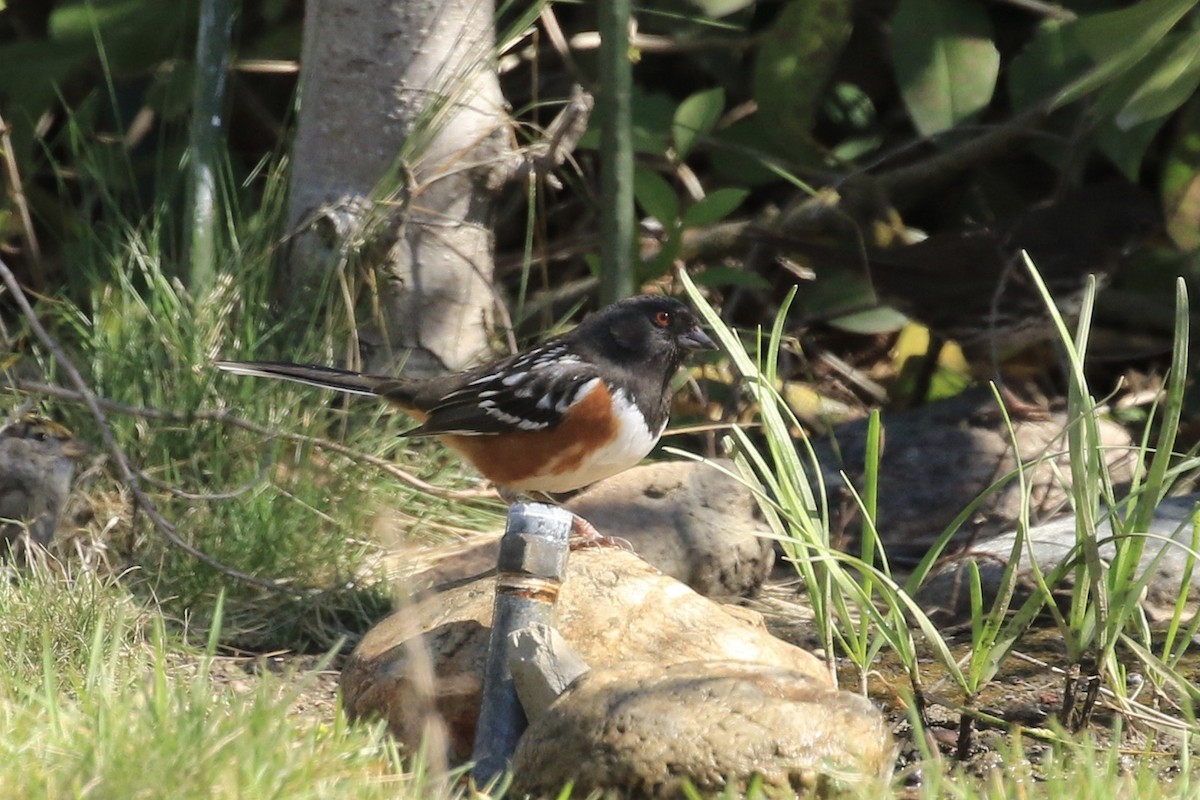 Spotted Towhee - ML316544391
