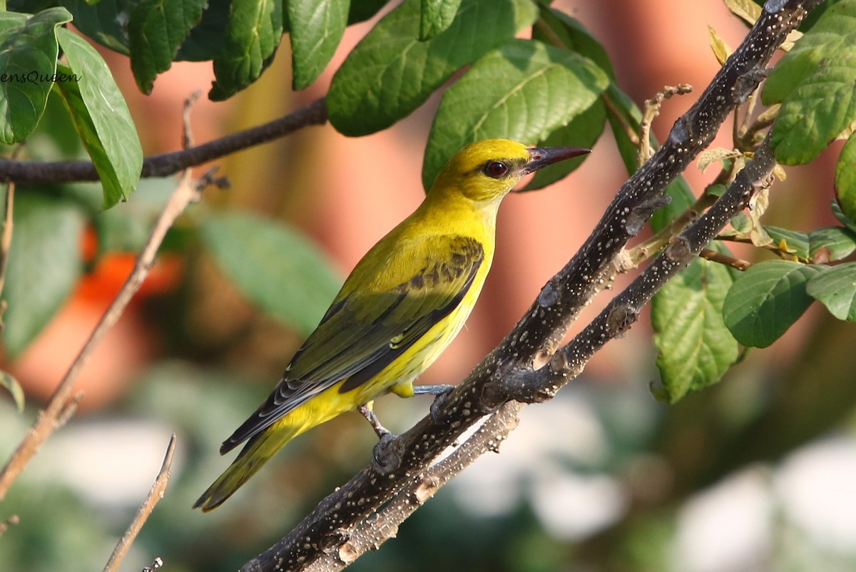 Indian Golden Oriole - Amee Vyas
