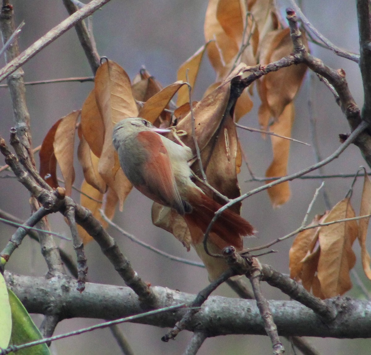 Crested Spinetail - T L P L