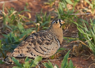  - Black-faced Sandgrouse