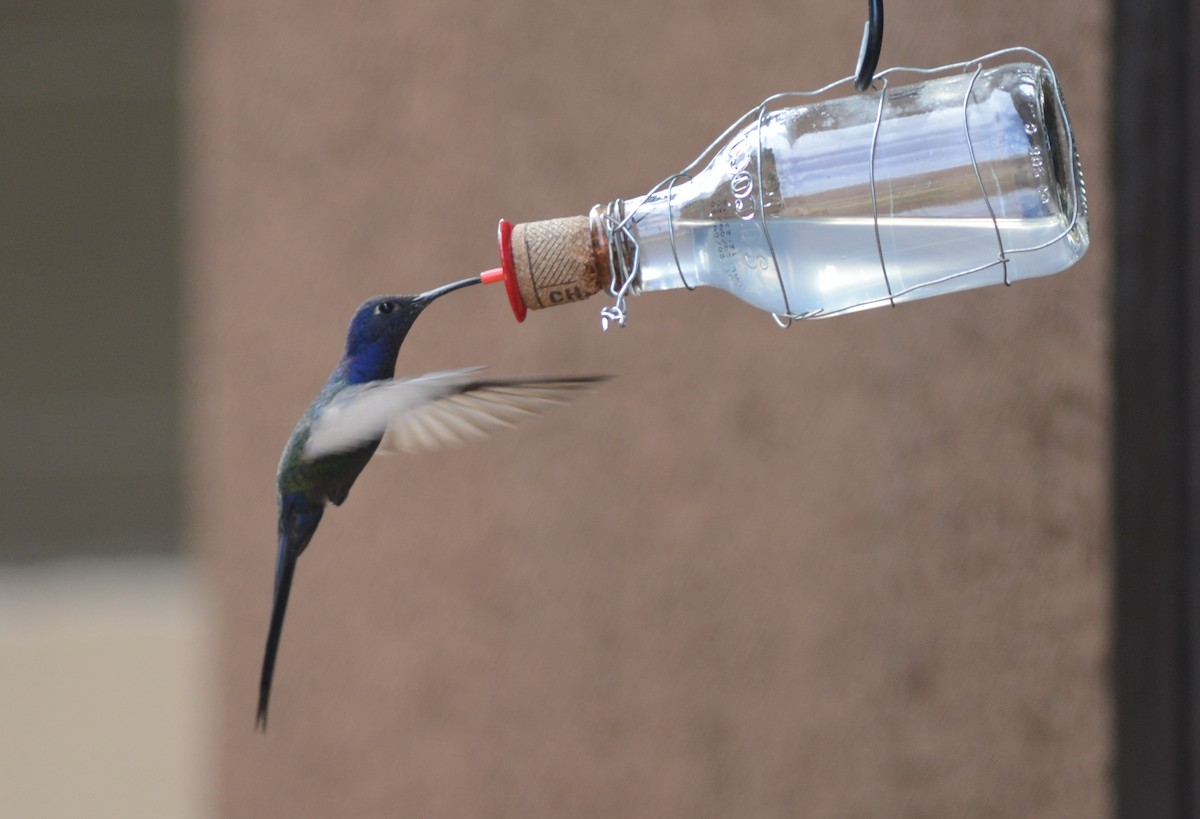 Swallow-tailed Hummingbird - ML316551971
