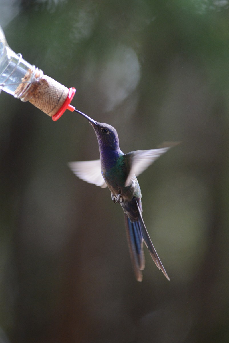 Swallow-tailed Hummingbird - ML316552241