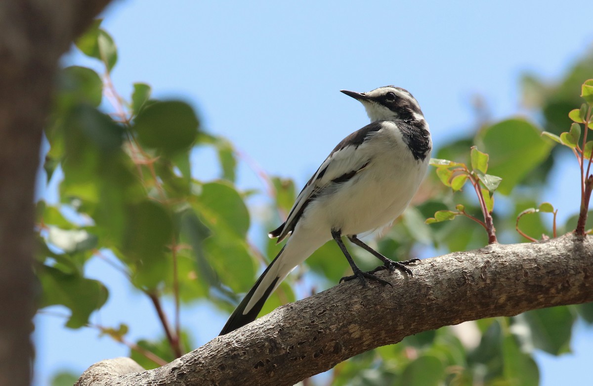 African Pied Wagtail - ML316554371