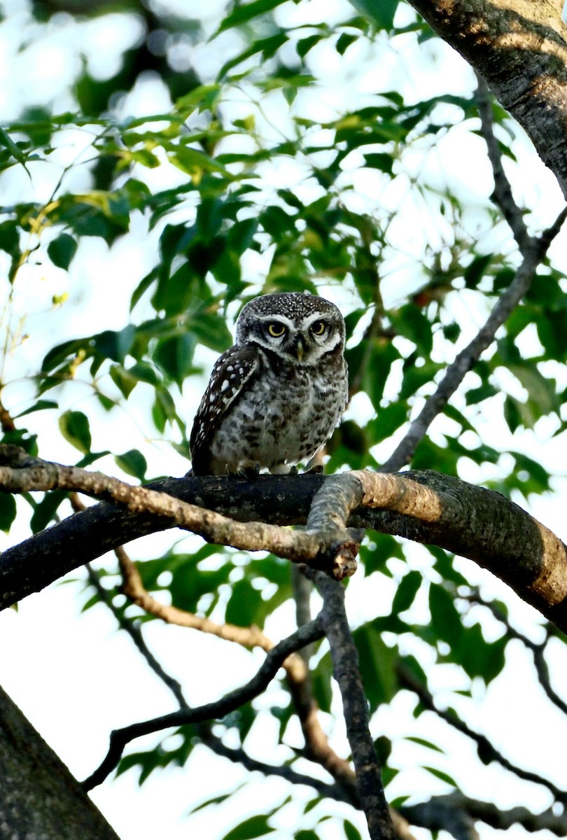 Spotted Owlet - ML316554591