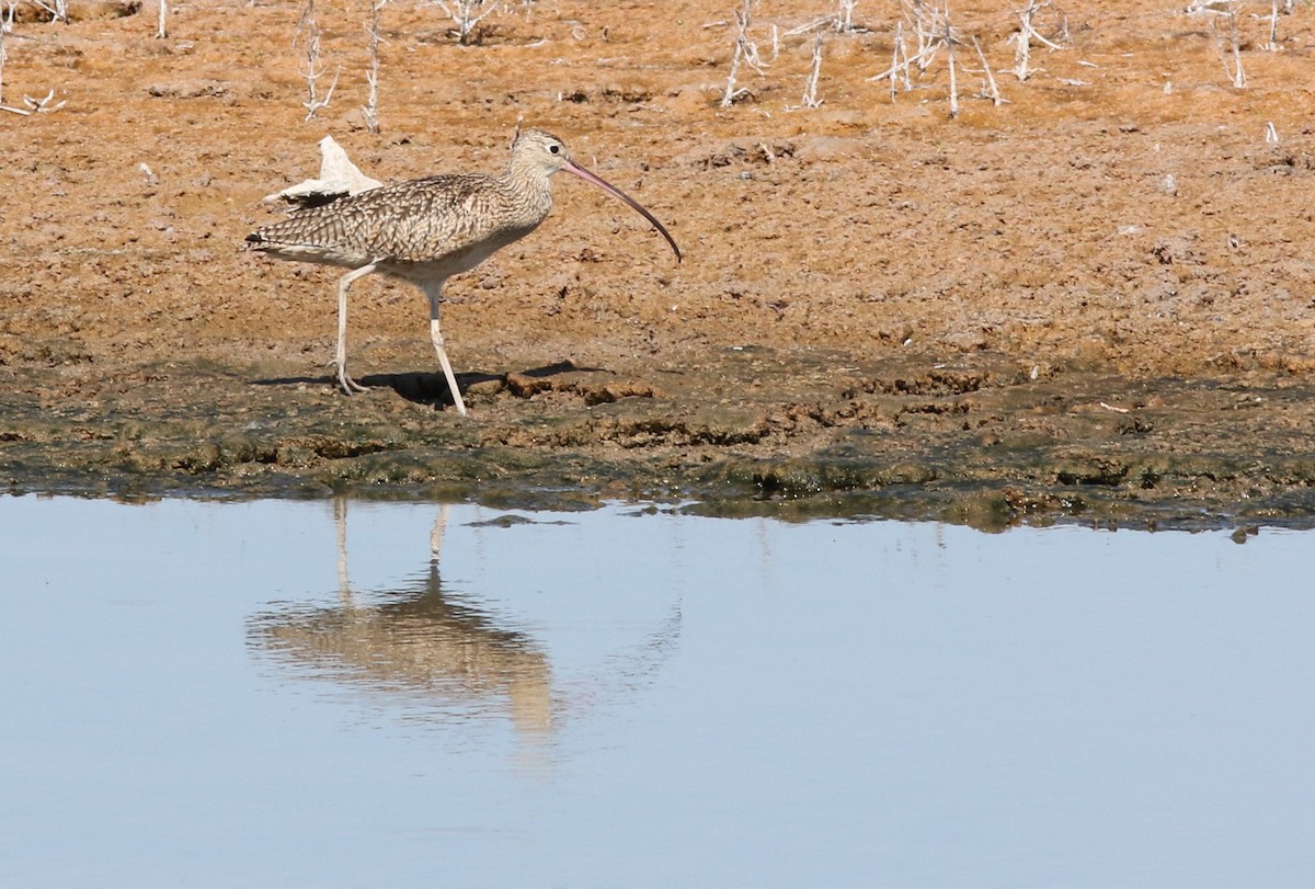 Long-billed Curlew - ML316558541