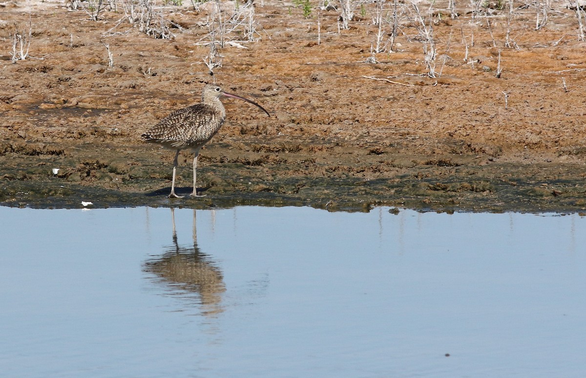 Long-billed Curlew - ML316558561