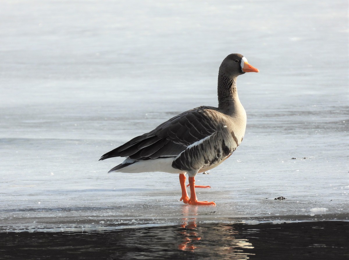 Greater White-fronted Goose - Michael W. Sack