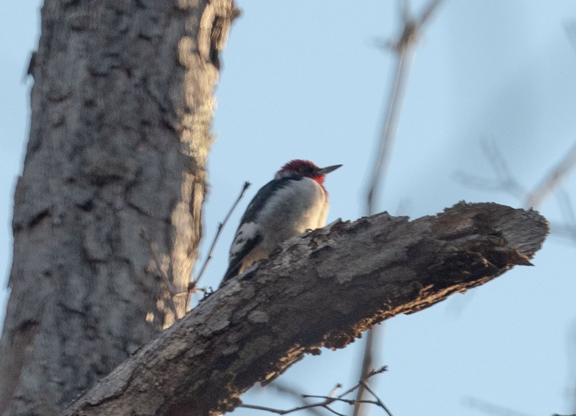 Red-headed Woodpecker - ML316573261